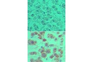 Image no. 1 for anti-OTU Domain Containing 5 (OTUD5) (AA 550-600) antibody (ABIN960300)