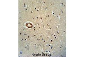CWC22 antibody (N-term) immunohistochemistry analysis in formalin fixed and paraffin embedded human brain tissue followed by peroxidase conjugation of the secondary antibody and DAB staining.