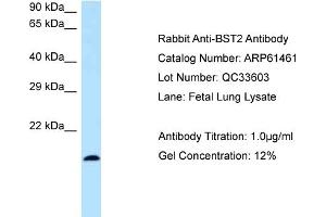 Western Blotting (WB) image for anti-Bone Marrow Stromal Cell Antigen 2 (BST2) (N-Term) antibody (ABIN2788812) (BST2 anticorps  (N-Term))