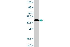 Western Blot detection against Immunogen (37.
