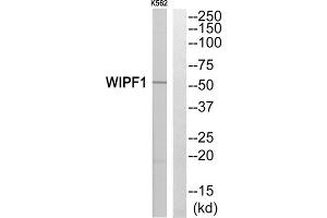 Western blot analysis of extracts from K562 cells, using WIPF1 antibody. (WIPF1 anticorps  (C-Term))