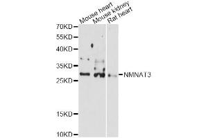 Western blot analysis of extracts of various cell lines, using NMNAT3 antibody (ABIN6290676) at 1:3000 dilution.