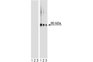 Western blot analysis of AKT (pS473) in mouse embryonic fibroblasts. (AKT1 anticorps  (pSer473))