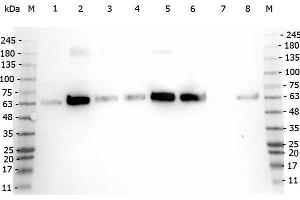 Western Blot of Rabbit anti-PDCD antibody. (PDCD4 anticorps  (C-Term))