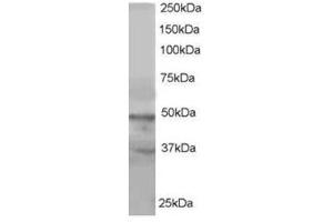 Image no. 1 for anti-Actin-Like 6A (BAF53A) (C-Term) antibody (ABIN374427) (BAF53A anticorps  (C-Term))