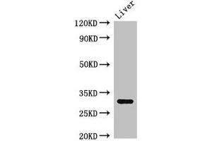 Western Blot Positive WB detected in: Mouse liver tissue All lanes: ENDOG antibody at 2. (Endonuclease G anticorps  (AA 49-297))