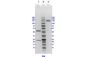 Coomassie stained SDS-PAGE results using Anti-Hemagglutinin (HA) (Mouse) Monoclonal Antibody clone 1D4 separated in a 4-20 % gradient gel.