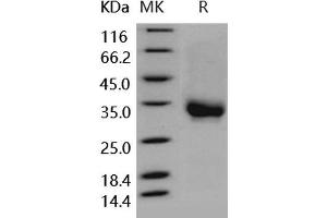 Western Blotting (WB) image for Fc Fragment of IgG, Low Affinity IIa, Receptor (CD32) (FCGR2A) (Active) protein (Biotin,His-Avi Tag) (ABIN7317026)