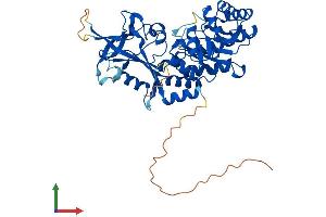 AlphaFold protein structure predicition of Human Recombinant ODC1 Protein, UniprotID P11926
