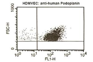 FACS analysis of Podoplanin in human microvascular endothelial cells using antibody ABIN115146.