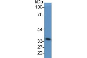 Detection of GAPDH in Human 293T cell lysate using Anti-Glyceraldehyde-3-Phosphate Dehydrogenase (GAPDH) Monoclonal Antibody