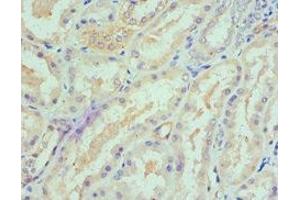 Immunohistochemistry of paraffin-embedded human kidney tissue using ABIN7168895 at dilution of 1:100