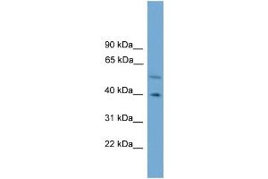 WB Suggested Anti-CLUAP1  Antibody Titration: 0. (CLUAP1 anticorps  (C-Term))