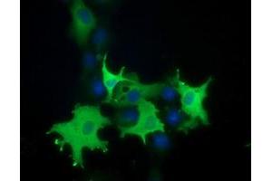 Anti-PIK3AP1 mouse monoclonal antibody (ABIN2453457) immunofluorescent staining of COS7 cells transiently transfected by pCMV6-ENTRY PIK3AP1 (RC214125). (PIK3AP1 anticorps)