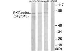 Western blot analysis of extracts from HepG2 cells, COLO205 cells and HuvEc cells, using PKC delta (Phospho-Tyr313) Antibody. (PKC delta anticorps  (pTyr313))