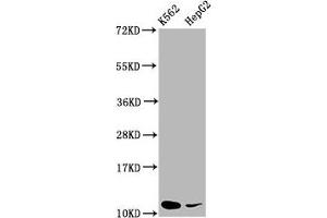 Western Blot Positive WB detected in: K562 whole cell lysate, HepG2 whole cell lysate All lanes: SNRPE antibody at 5. (SNRPE anticorps  (AA 1-92))