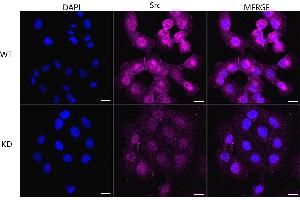 Immunocytochemical staining of HT- cells using Src antibody (ABIN7800054), 1:1,000), Top panel: wild-type (WT), Bottom panal: Src shRNA knockdown (KD). (Recombinant Src anticorps)