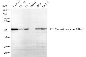 anti-Transcription Factor 7-Like 1 (T-Cell Specific, HMG-Box) (TCF7L1) antibody