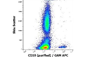 Flow cytometry surface staining pattern of human peripheral whole blood stained using anti-human CD19 (LT19) purified antibody (concentration in sample 0,33 μg/mL, GAM APC).