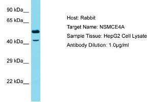 Host: Rabbit Target Name: NSMCE4A Sample Type: HepG2 Whole Cell lysates Antibody Dilution: 1. (NSMCE4A anticorps  (C-Term))