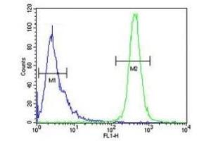IMP3 antibody flow cytometric analysis of HeLa cells (green) compared to a negative control (blue).
