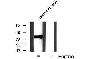 Western blot analysis of IkappaB-alpha expression in mouse muscle tissue lysates,The lane on the right is treated with the antigen-specific peptide.