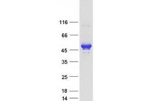 Validation with Western Blot (IKBKG Protein (Transcript Variant 2) (Myc-DYKDDDDK Tag))