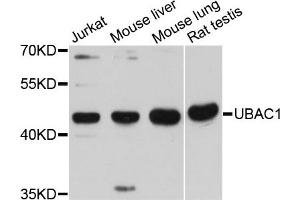 Western blot analysis of extracts of various cell lines, using UBAC1 antibody (ABIN6293820) at 1:3000 dilution.