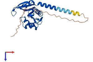 AlphaFold protein structure predicition of Mouse Recombinant Naa10 Protein, UniprotID Q9QY36