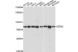Western blot analysis of extracts of various cell lines, using LZTS2 antibody (ABIN6291682) at 1:1000 dilution. (LZTS2 anticorps)