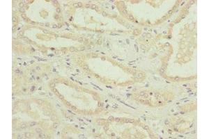 Immunohistochemistry of paraffin-embedded human kidney tissue using ABIN7160891 at dilution of 1:100 (NDUFA12 anticorps  (AA 1-145))