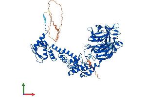 AlphaFold protein structure predicition of Mouse Recombinant Klhl13 Protein, UniprotID Q80TF4