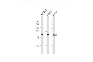 Lane 1: MCF-7 Cell lysates, Lane 2: A549 Cell lysates, Lane 3: A431 Cell lysates, probed with RAB13 (3250CT845.