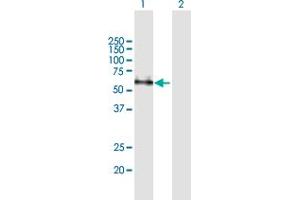 Western Blot analysis of CD33 expression in transfected 293T cell line by CD33 MaxPab polyclonal antibody. (CD33 anticorps  (AA 1-364))