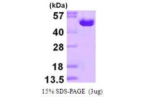SDS-PAGE (SDS) image for Ornithine Decarboxylase 1 (ODC1) (AA 1-461) protein (His tag) (ABIN667962)