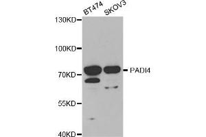 Western blot analysis of extracts of various cell lines, using PADI4 antibody (ABIN5970978) at 1/1000 dilution. (PAD4 anticorps)