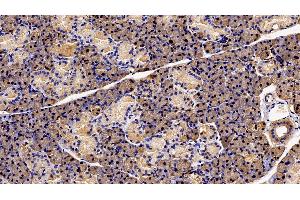 Detection of PRLR in Rat Parotid Gland Tissue using Polyclonal Antibody to Prolactin Receptor (PRLR)