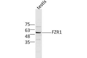 Mouse testis lysates probed with Rabbit Anti-FZR1/CDC20C Polyclonal Antibody, Unconjugated  at 1:500 for 90 min at 37˚C. (FZR1 anticorps  (AA 141-240))