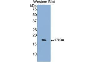 Detection of Recombinant SEMA4D, Mouse using Polyclonal Antibody to Semaphorin 4D (SEMA4D) (SEMA4D/CD100 anticorps  (AA 502-636))