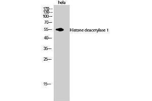 Western Blotting (WB) image for anti-Histone Deacetylase 1 (HDAC1) (C-Term) antibody (ABIN3185014) (HDAC1 anticorps  (C-Term))