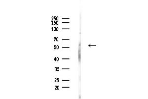 Western blot analysis of lysates from Rat brain, using SLC13 Antibody at 1/1000 dilution.