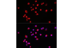 Immunofluorescence analysis of SH-SY5Y cells using HRH3 Rabbit pAb (ABIN7267662) at dilution of 1:100 (40x lens). (HRH3 anticorps  (AA 250-350))