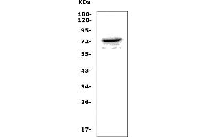 Western blot analysis of PANX2 using anti-PANX2 antibody (ABIN7600425).