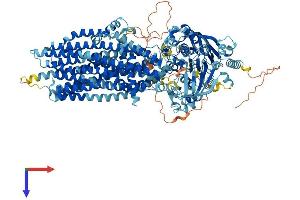 AlphaFold protein structure predicition of Human Recombinant ABCC4 Protein, UniprotID O15439