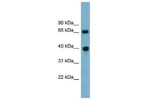 Cyclin J antibody used at 1 ug/ml to detect target protein. (Cyclin J anticorps  (N-Term))
