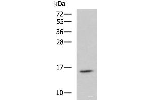 Western blot analysis of Jurkat cell lysate using H2AFJ Polyclonal Antibody at dilution of 1:800