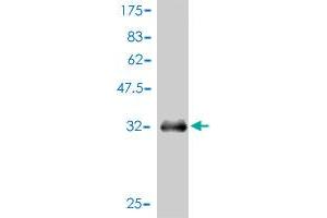 Western Blot detection against Immunogen (36. (APOA2 anticorps  (AA 1-100))