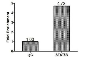 Chromatin Immunoprecipitation MCF-7 (1.