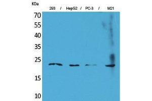Western Blotting (WB) image for anti-Fibroblast Growth Factor 6 (FGF6) (C-Term) antibody (ABIN3178200) (FGF6 anticorps  (C-Term))