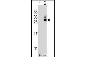 Western blot analysis of MOBKL1B (arrow) using rabbit polyclonal MOBKL1B Antibody (N-term) (ABIN656811 and ABIN2846025). (MOB1A anticorps  (N-Term))